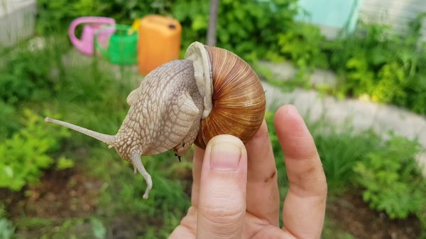 Самые популярные вредители на даче, которых садоводы ненавидят всей душой Самые популярные вредители на даче, которых садоводы ненавидят всей душой