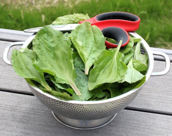 9 сорняков на вашей даче, которые можно есть, и с пользой для здоровья