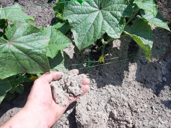 Что нужно добавить под куст, чтобы огурцы начали плодоносить в 5 раз активнее