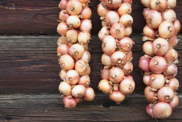 Даты, в которые лучше всего выкапывать озимый лук в 2025 году