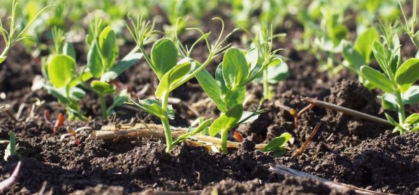 Успеете до осени: что посадить после лука в июле