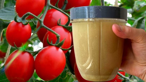Рецепт подкормки для помидоров в июле, чтобы весь куст был в завязи