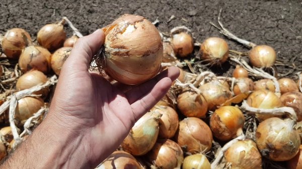 Даты, в которые лучше всего выкапывать озимый лук в 2025 году