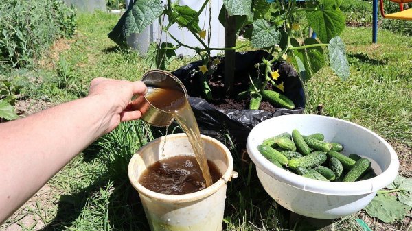 Что нужно добавить под куст, чтобы огурцы начали плодоносить в 5 раз активнее