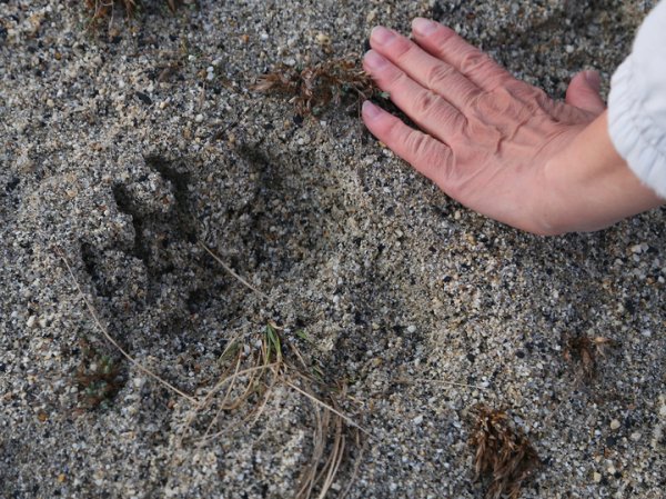 &laquo;Когда человек стоит, для медведя он загадка, когда лежит &mdash; добыча&raquo;: на Камчатке хищник травмировал саратовскую туристку