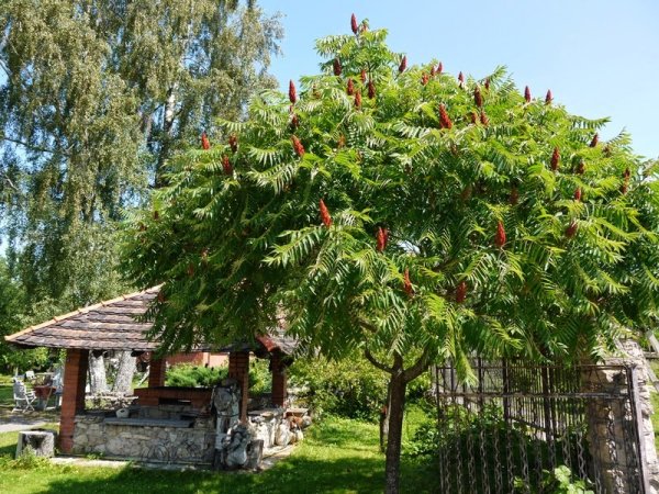 Сложности в уходе и токсичность: какие 5 деревьев не стоит выращивать во дворе