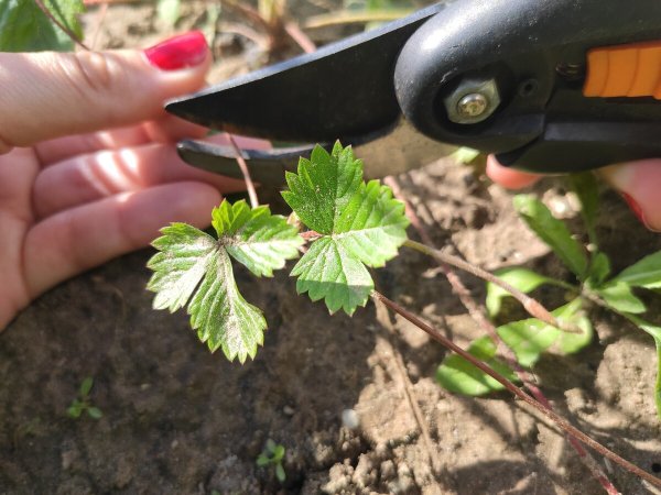 Как и когда нужно обрезать клубнику после сбора урожая