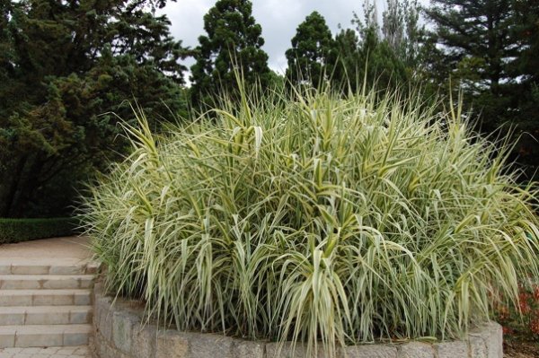 Принесут больше проблем, чем пользы: какие травы не стоит сажать в своем дворе