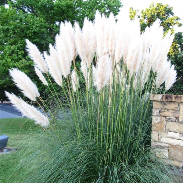 Принесут больше проблем, чем пользы: какие травы не стоит сажать в своем дворе