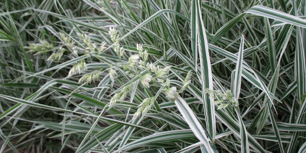 Принесут больше проблем, чем пользы: какие травы не стоит сажать в своем дворе