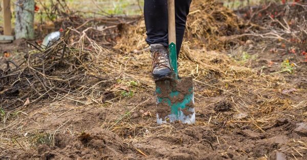 Копать или не копать: нужно ли перекапывать огород осенью