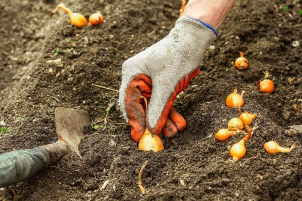 Посадка, полив, обрезка: календарь садовода и огородника на октябрь 2025