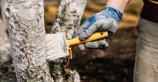 Посадка, полив, обрезка: календарь садовода и огородника на октябрь 2025