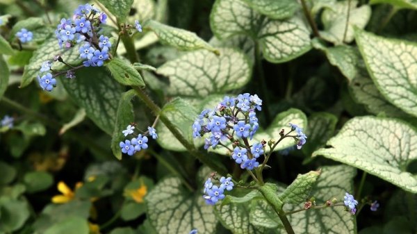 Антимагнит: 7 растений в доме, поедающих вашу денежную энергию