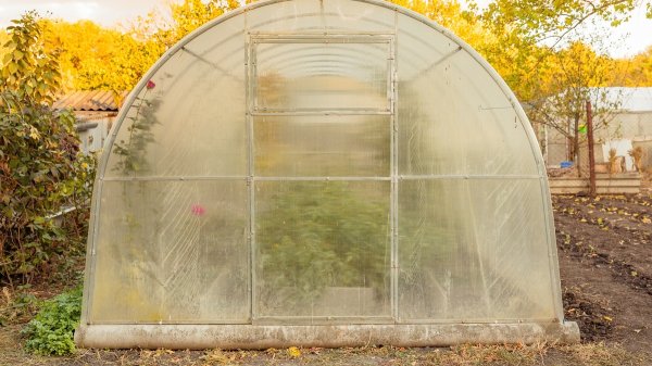 Урожай будет здоровей: чем надо обработать теплицы в октябре от фитофторы и кладоспориоза