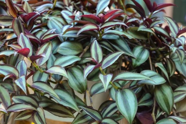 «Бабьи сплетни» или «камнеломка»: стоит ли держать традесканцию дома «Бабьи сплетни» или «камнеломка»: стоит ли держать традесканцию дома