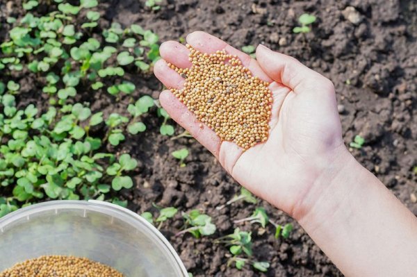 Из-за чего земля теряет плодородие: осенние ошибки дачников