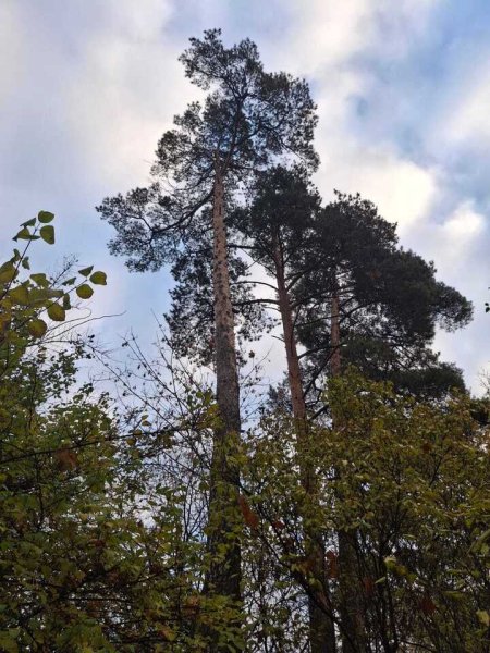 &laquo;Приезжайте ко мне в Кучино&raquo;: в Подмосковье сохранился дачный дом Андрея Белого