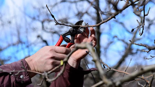 Законы, по которым живет и развивается &laquo;ленивый сад&raquo;: как его создать, не совершив ошибок