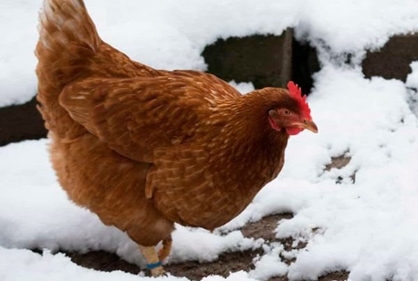 Что добавить в поилку для кур зимой, чтобы они лучше неслись и не болели