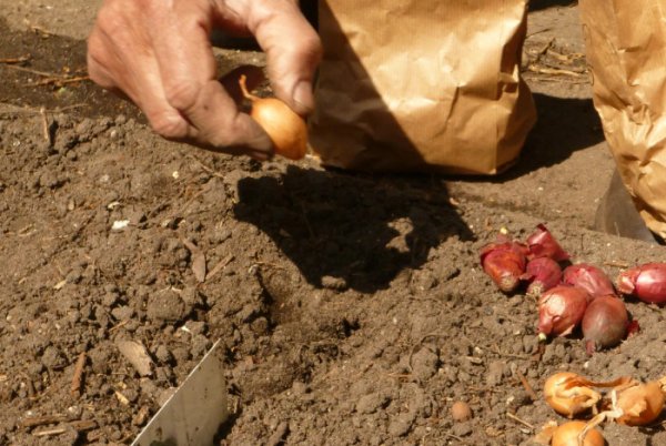 Когда сажать лук под зиму: плюсы и минусы такого способа Когда сажать лук под зиму: плюсы и минусы такого способа