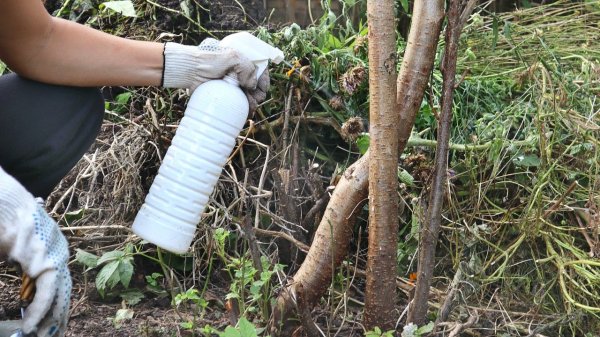 Летом соберете большой урожай: как подготовить вишню к зиме