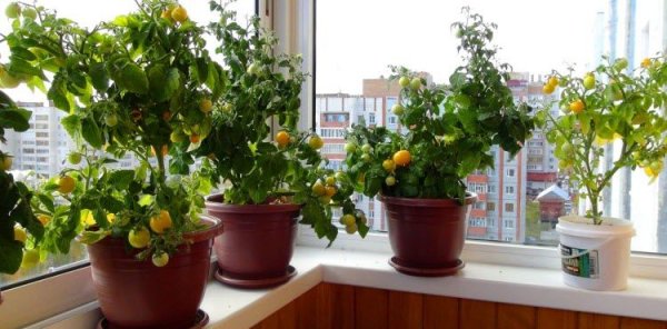 Огород на подоконнике: как вырастить помидоры дома