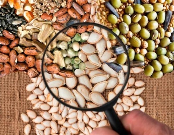 Подбираем семена грамотно: на что обратить внимание огородникам Подбираем семена грамотно: на что обратить внимание огородникам