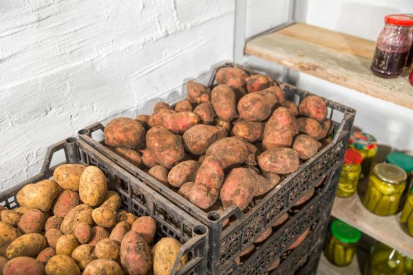 Где и как хранить картошку, чтобы она не прорастала и не сморщивалась 6 месяцев