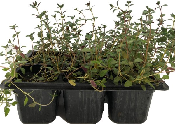 Получите ароматные листья в конце весны: 6 трав, которые стоит начать выращивать из семян уже сейчас