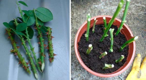 Когда и как правильно черенковать розы, чтобы получить настоящий розарий