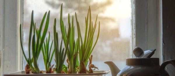 Свежая зелень круглый год: как вырастить зеленый лук на подоконнике зимой