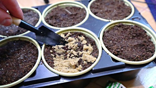 &laquo;Готовь рассаду зимой&raquo;: открываем сезон в феврале, чтобы лето было урожайным