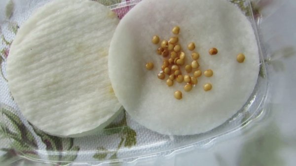 Как замачивать семена перед посадкой: топ проверенных способов для крепкой рассады и богатого урожая