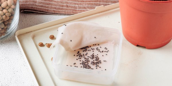 Залог хорошей всхожести: 20 способов замочить семена перед посадкой