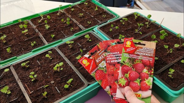 Когда сеять клубнику на рассаду в 2026 году: самые удачные дни