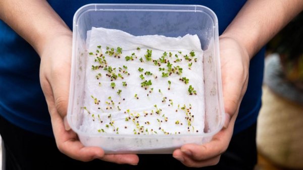 Как замачивать семена перед посадкой: топ проверенных способов для крепкой рассады и богатого урожая