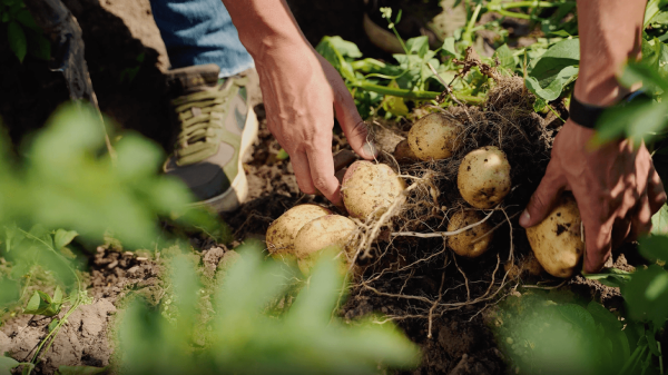 Какие культуры лучше всего выращивать вместе с картофелем для получения большого урожая Какие культуры лучше всего выращивать вместе с картофелем для получения большого урожая
