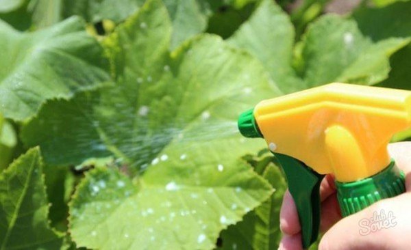 Натуральный способ защиты растений: зачем опытные садоводы опрыскивают рассаду молоком Натуральный способ защиты растений: зачем опытные садоводы опрыскивают рассаду молоком