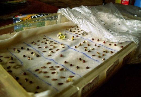 Как замачивать семена перед посадкой: топ проверенных способов для крепкой рассады и богатого урожая