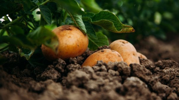 Какие культуры лучше всего выращивать вместе с картофелем для получения большого урожая Какие культуры лучше всего выращивать вместе с картофелем для получения большого урожая