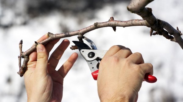 &laquo;Готовь рассаду зимой&raquo;: открываем сезон в феврале, чтобы лето было урожайным