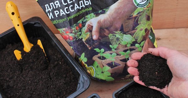 С него начинается хороший урожай: как подготовить правильный грунт для рассады