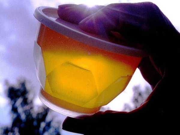 Мед может подорожать на 30%: сладкому продукту грозит дефицит