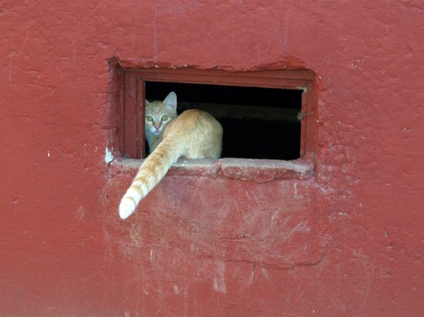 Растерзали снова: почему закон о бездомных животных не работает в России