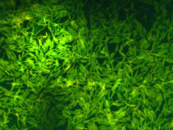 Российские ученые устроили тысячелетней бактерии из погребения космическое путешествие