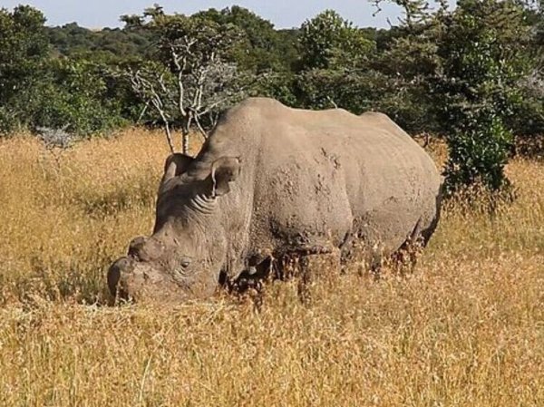 Зоологи научили дикого носорога терпеть закапывание глаз: угроза потери зрения могла стоить жизни животному