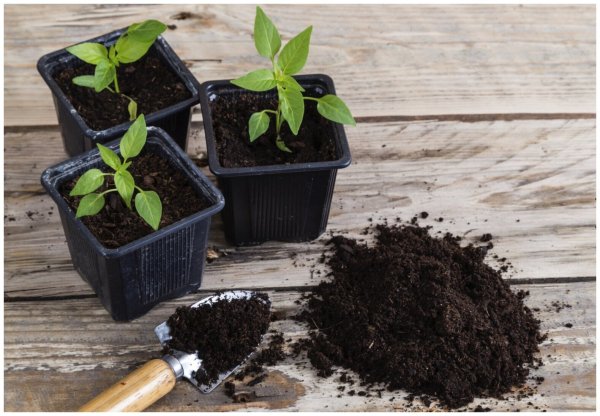 Специалист назвала 7 главных правил выращивания крепкой рассады Специалист назвала 7 главных правил выращивания крепкой рассады