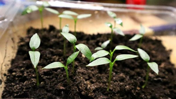 Все главные правила выращивания овощных культур от посева до высадки