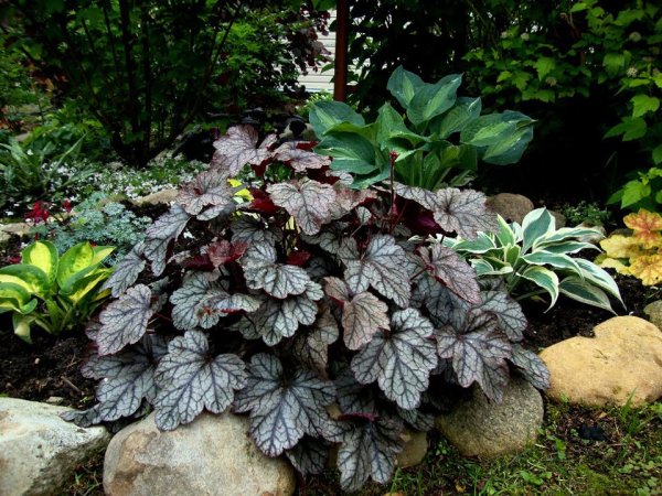 Борьба с весенним бурьяном: какие цветы посадить, чтобы не росли сорняки